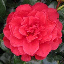 Camellia japonica Tom Knudsen